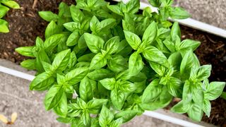 Basil grown in a pot