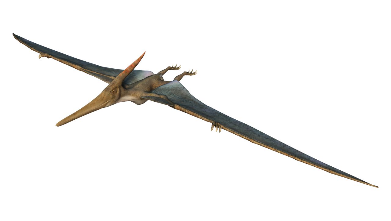 3-D rendering of a pterodactyl.