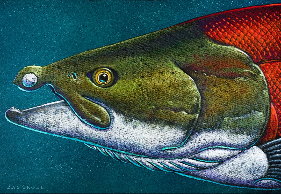 artist impression of a prehistoric salmon with tusks.