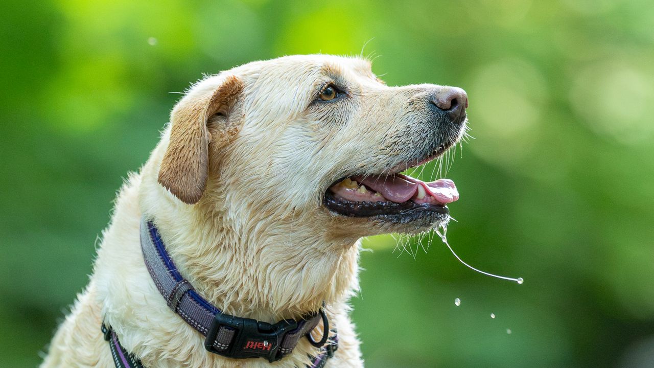 golden labrador looking to the side