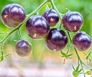 Indigo Rose purple tomatoes growing on stem