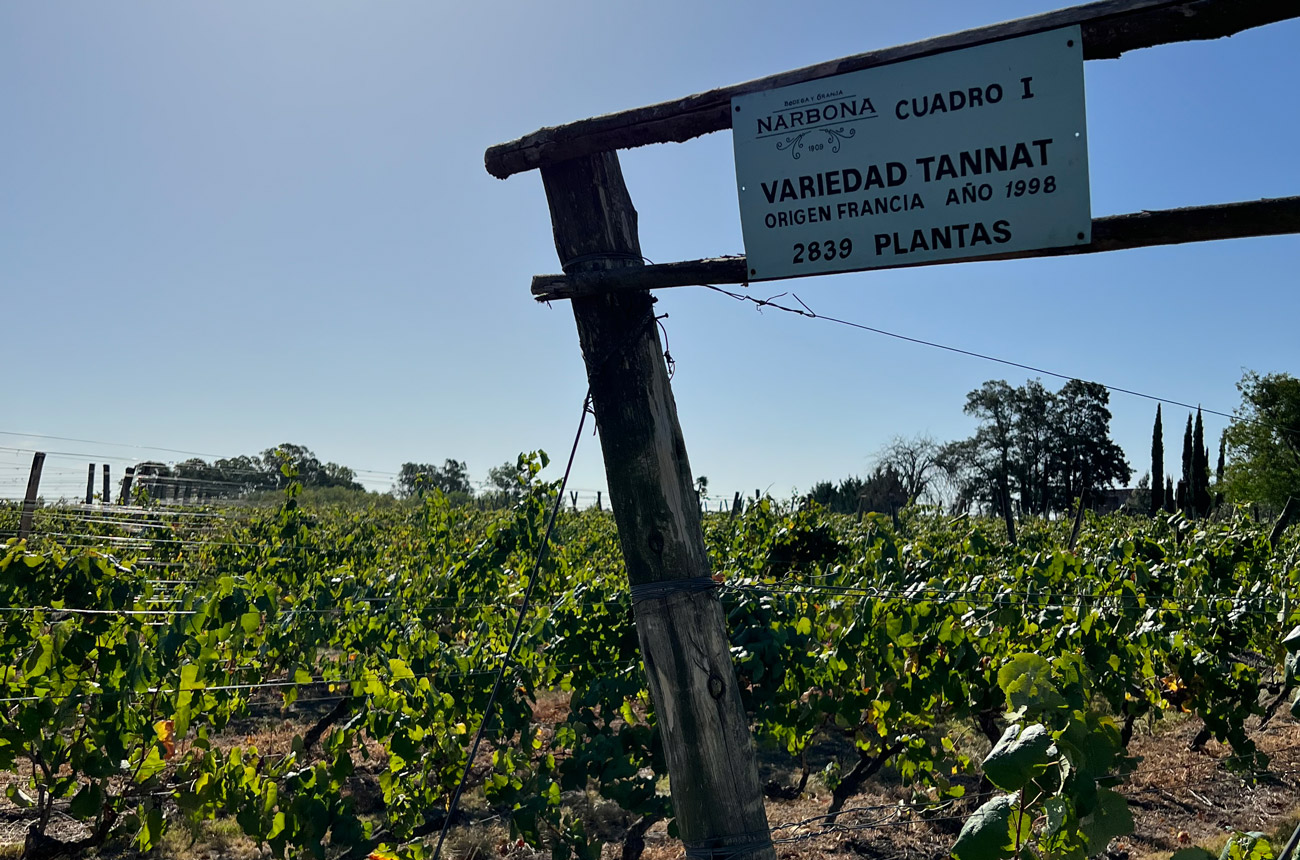 A vineyard under a blue sky
