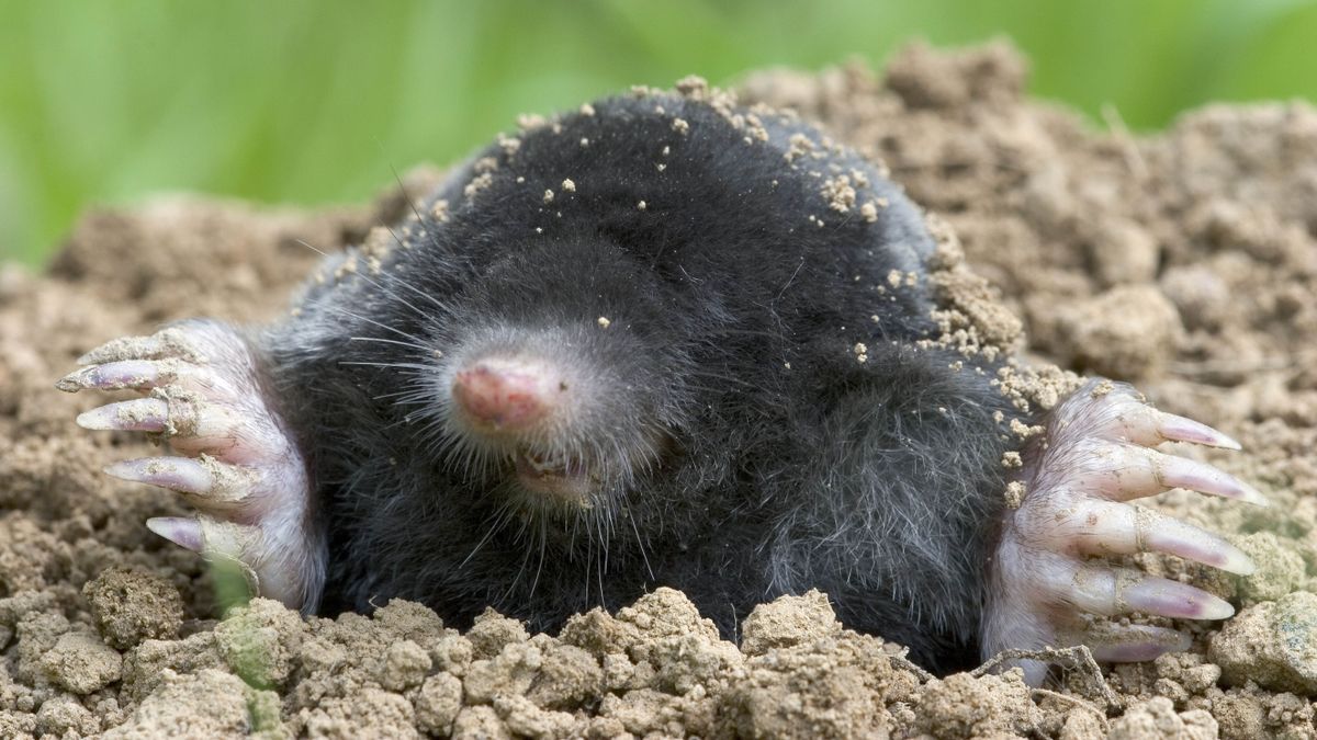 How to get rid of Moles