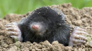 A mole which has emerged from its mound