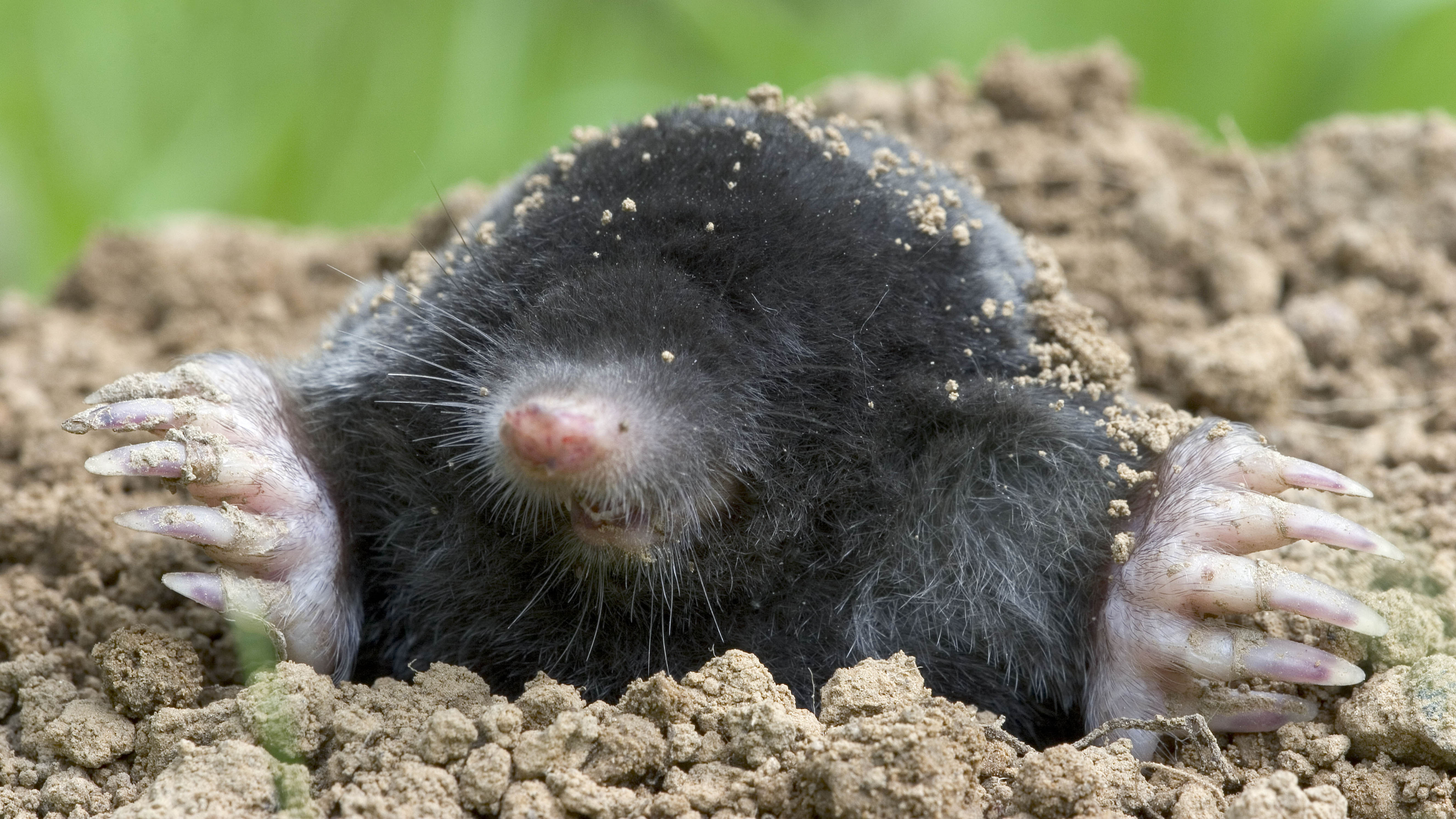 What's a Safe and Humane Way to Rid My Yard of Moles?