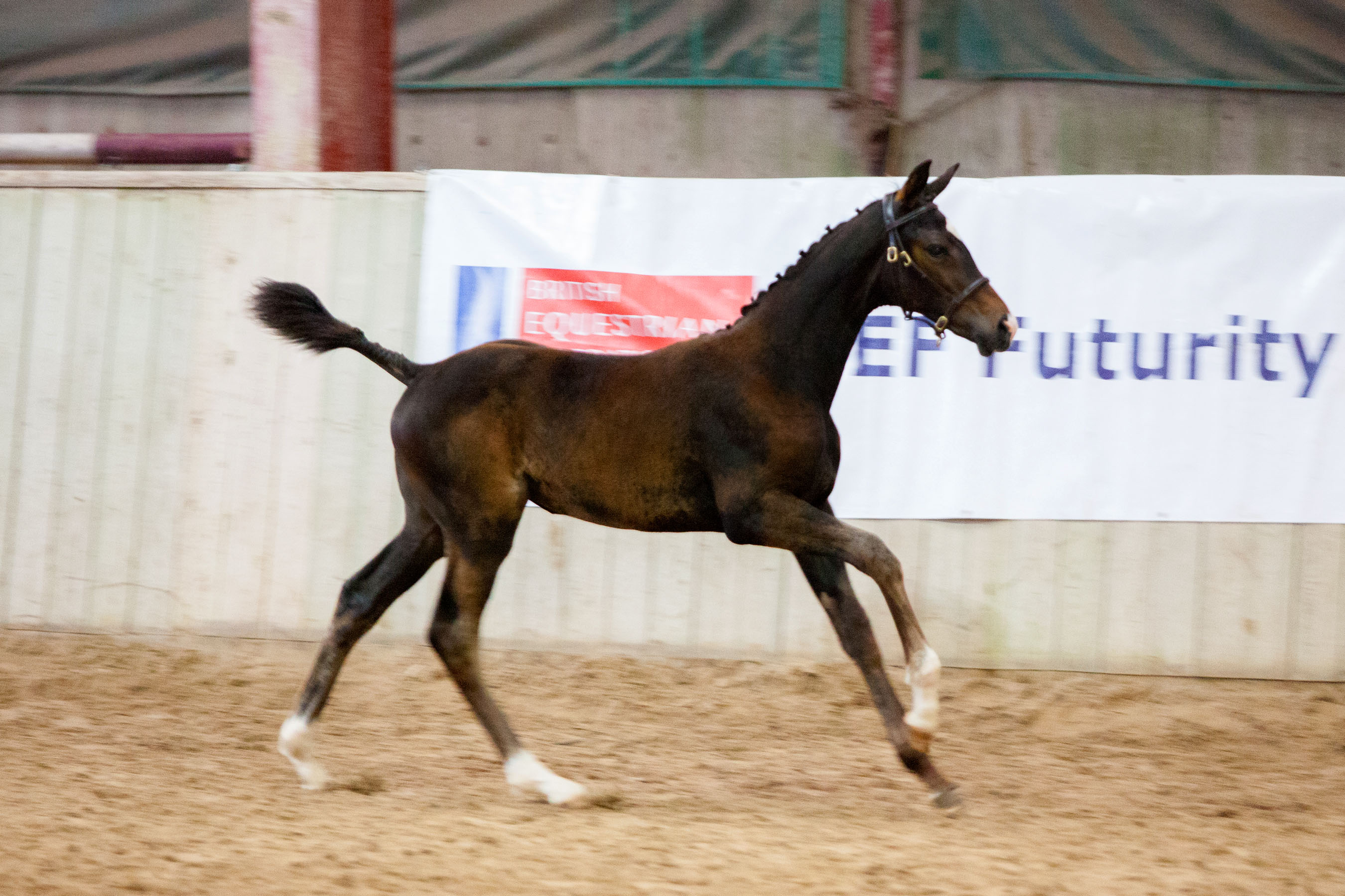 Fiorelle (3)
