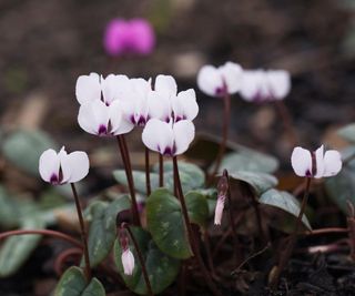 types of cyclamen coum blooming in winter display