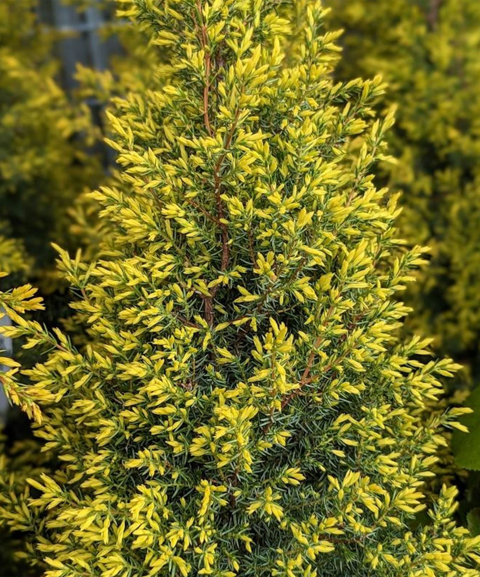 Mini Tree Jones Try These Real Mini Christmas Tree Types For Festive Joy | Gardening ...