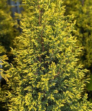 gold cone juniper tree growing in garden