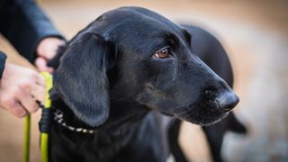 Dog looking at something with a worried expression