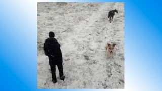 An optical illusion that appears to show two dogs and their owner walking in the snow