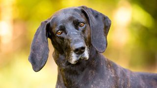 Plott hound headshot