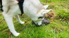 Husky dog eating cow poop