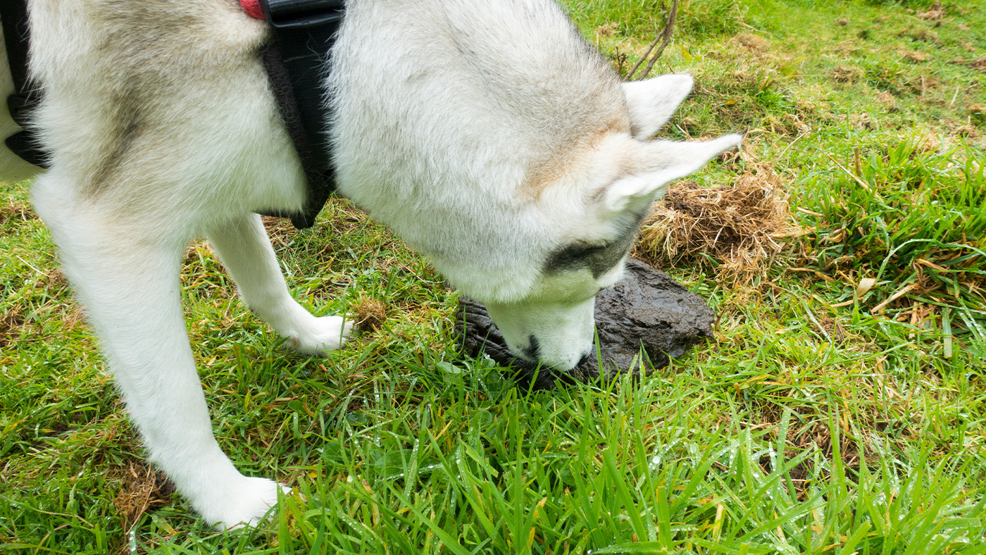 Husky dog eating cow poop
