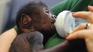 Baby Gorilla - Bristol Zoo