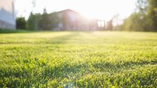 A green lawn on a sunny day with a home in the background 
