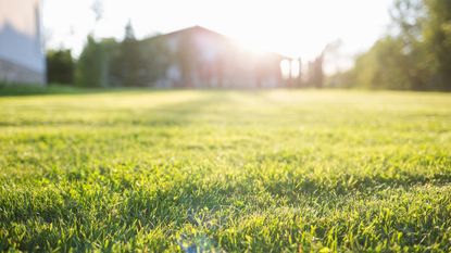 A green lawn on a sunny day with a home in the background 