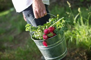 Organic farm. Summer party. A man carrying a metal pail of harvested salad leaves, herbs and vegetables.