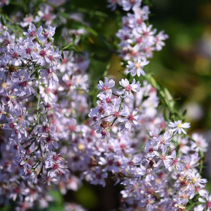 Close up of blue wood aster, or Heart leaved Aster (Aster cordifolius) flowers