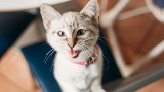 Grey kitten sitting on a blue chair meowing