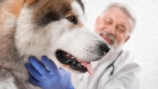 Vet examining Alaskan malamute