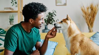 Young man training Shiba Inu dog at home