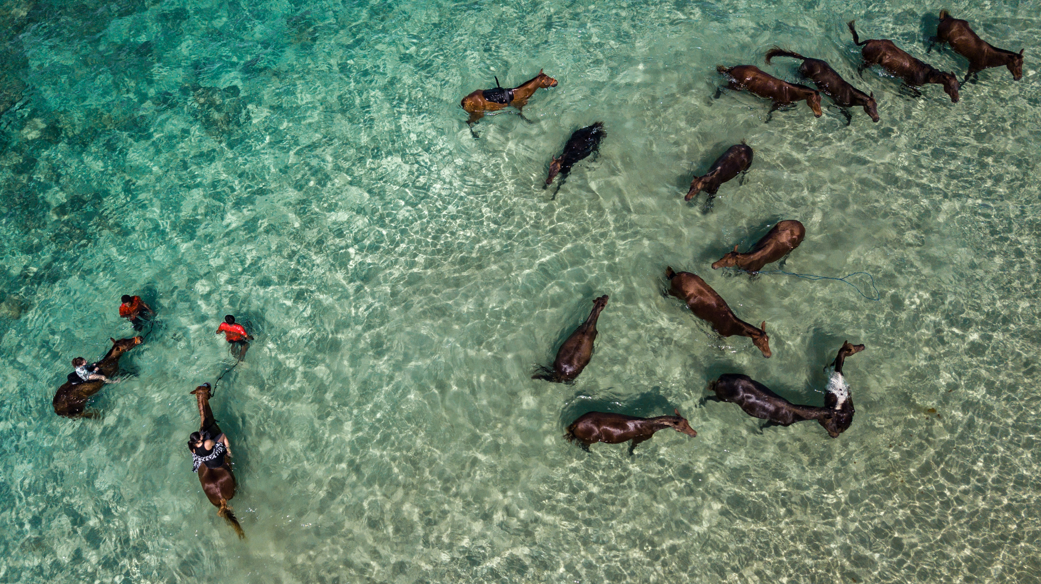 Herd of horses paddling in shallow tropical water