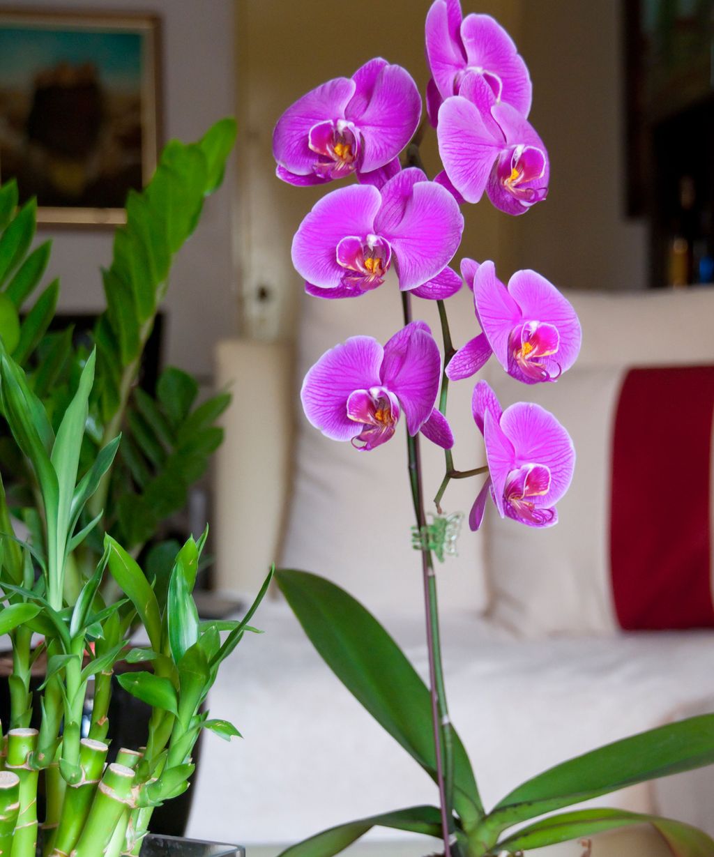 Indoor Plants That Flower All Year Round: 10 Expert Suggestions | Homes ...