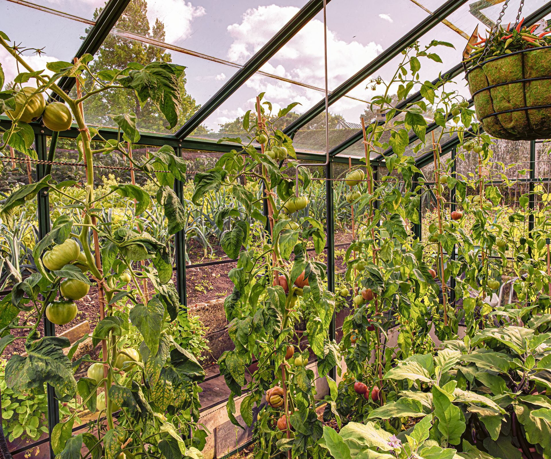 tomato plants growing in greenhouse with hanging baskets and other plants