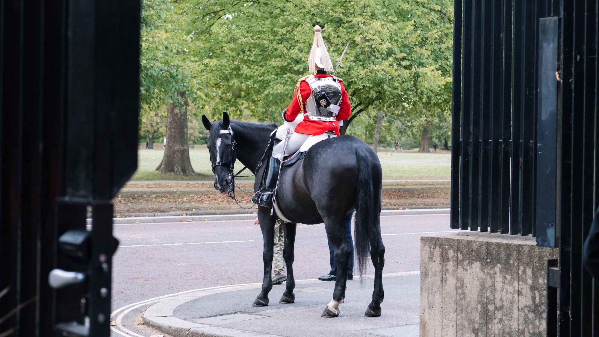 A black horse turns to look at the camera at Hyde Park Barracks