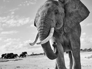 Grayscale photo of elephant from Saving Elephants book image by Alwyn Coates