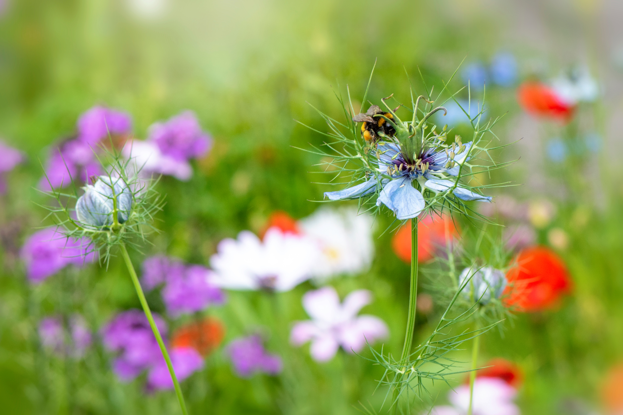 Bee on native flowers