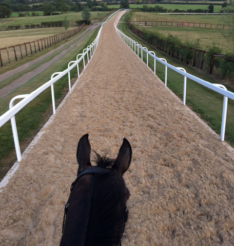 Galley having a workout on Dan Skelton's gallops