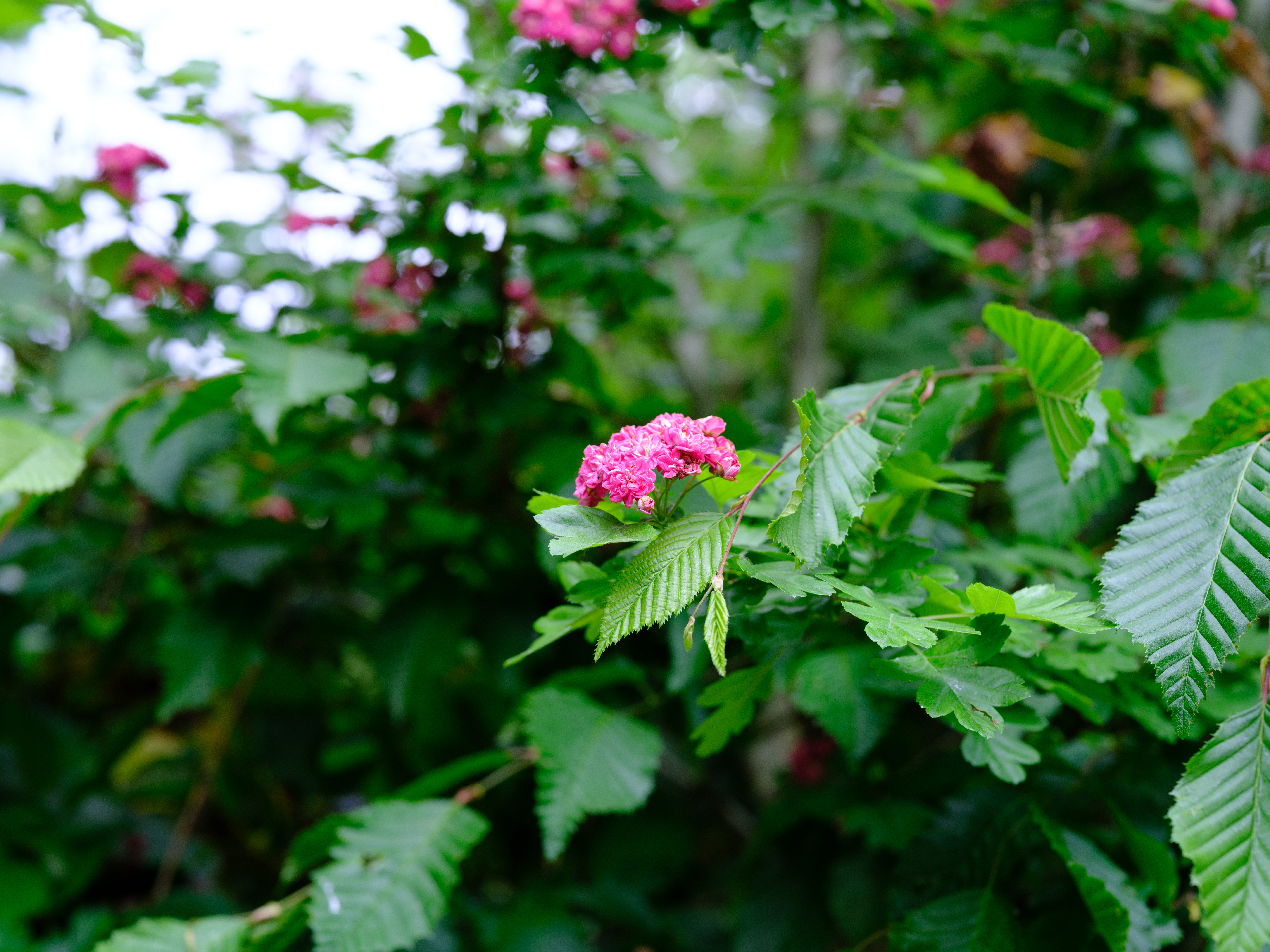 A much wider photo of the same pink flower and green leaves, showing how wide the original photo was.