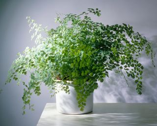 Maidenhair fern in white ceramic plant pot