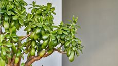 Jade plant against plain background