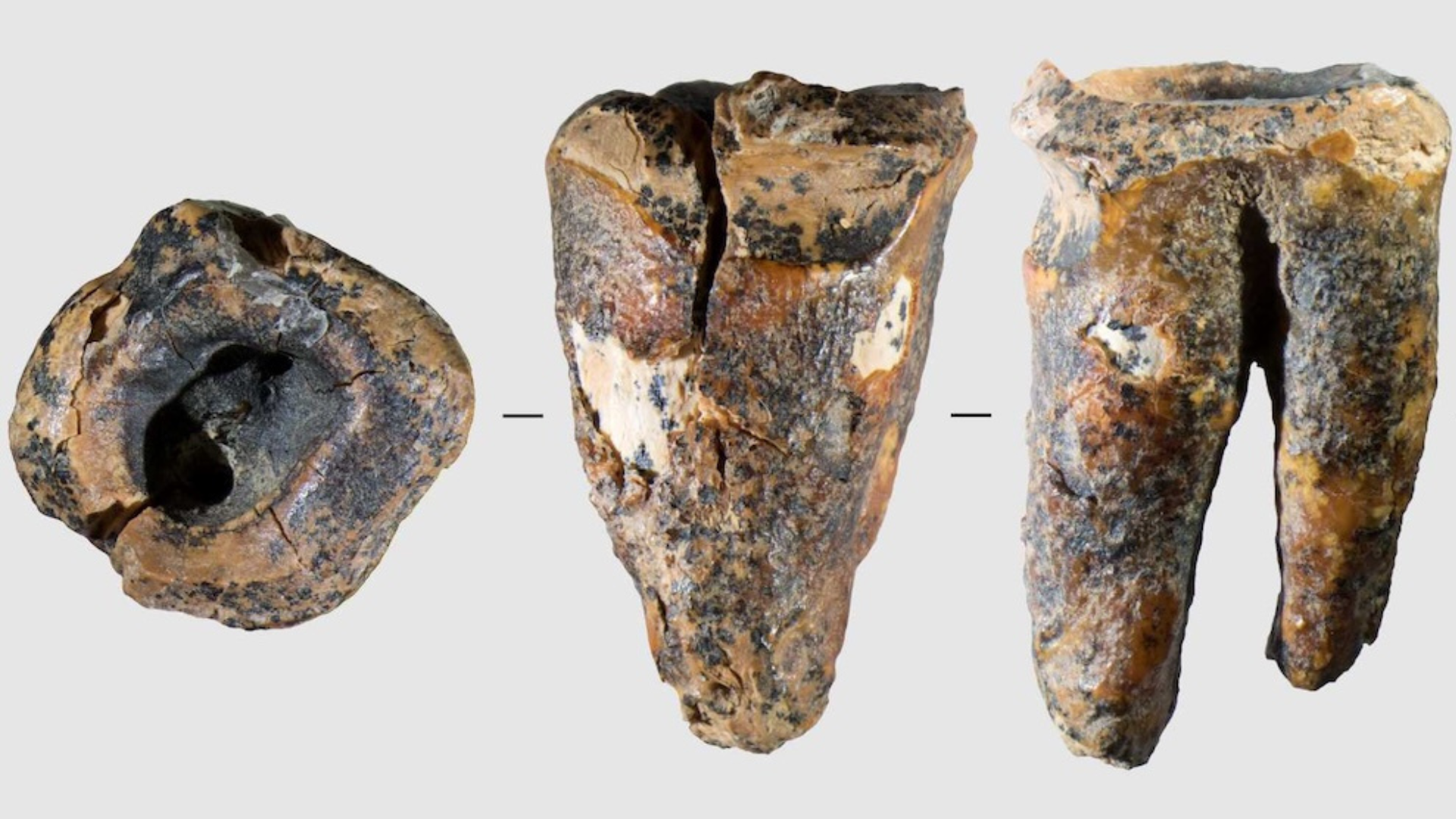 A Neanderthal tooth from three different angles on a grey background