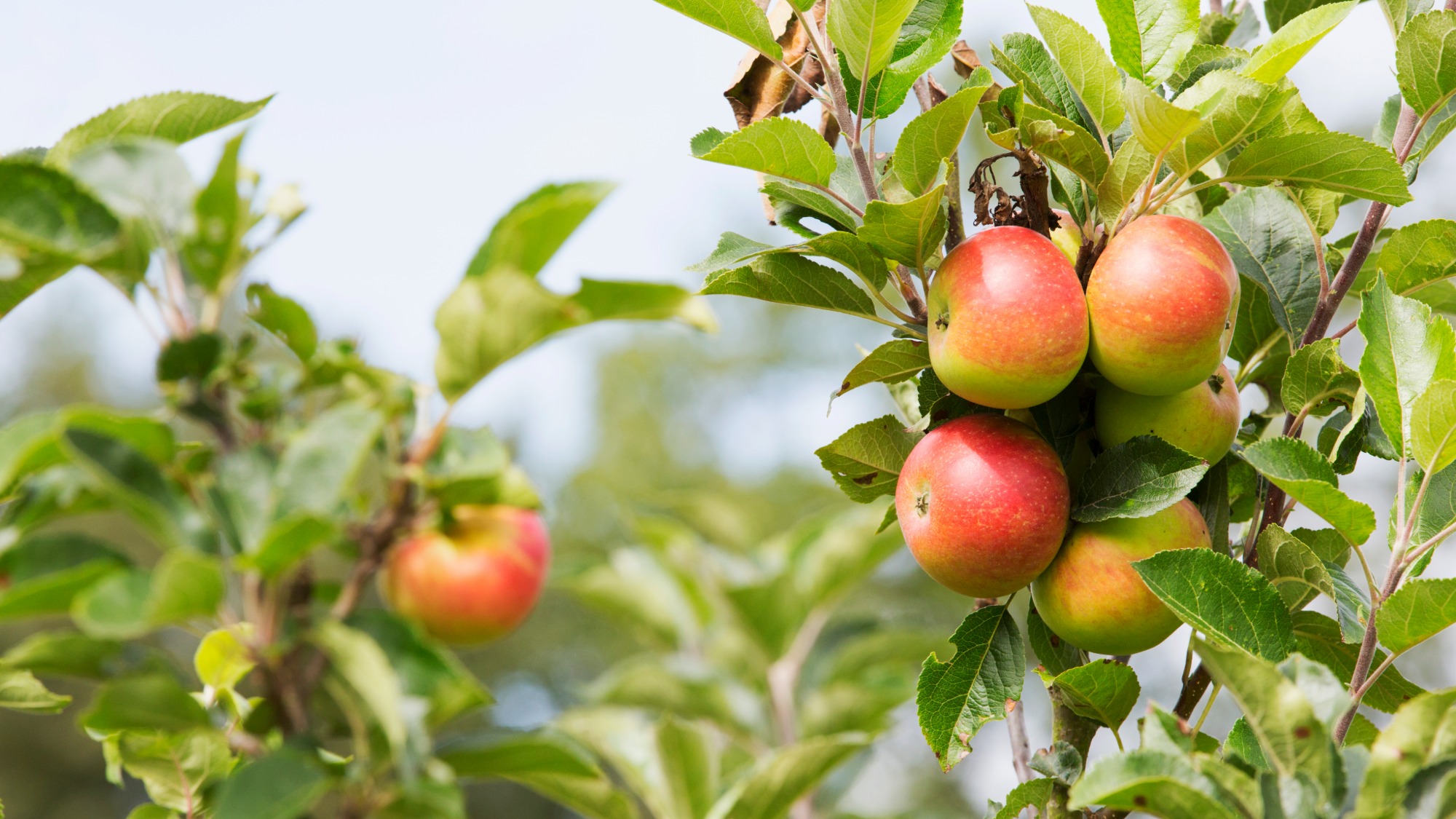 Apples on a tree