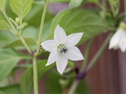 A white pepper flower on a pepper plant