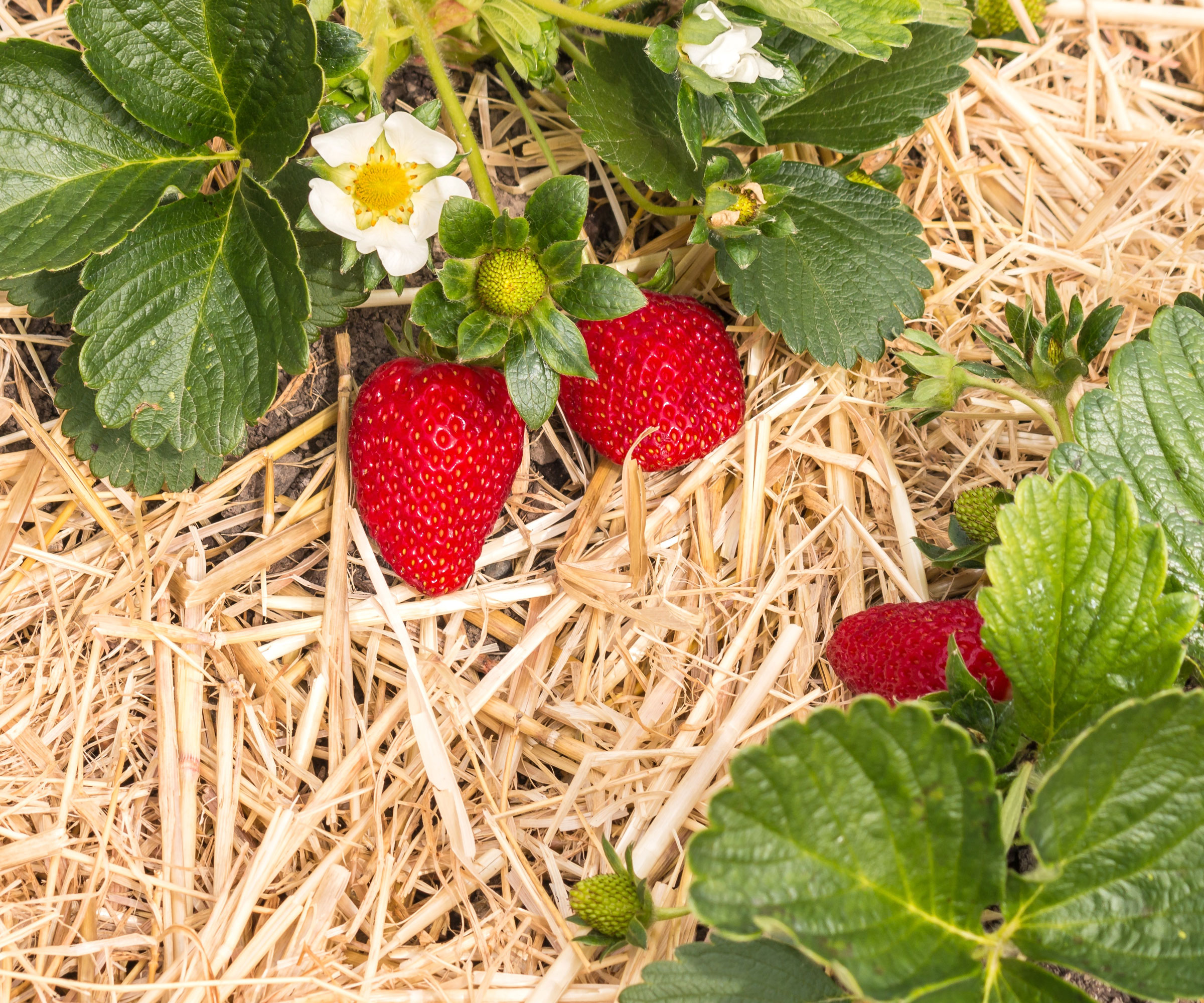 ripening strawberry plants on straw