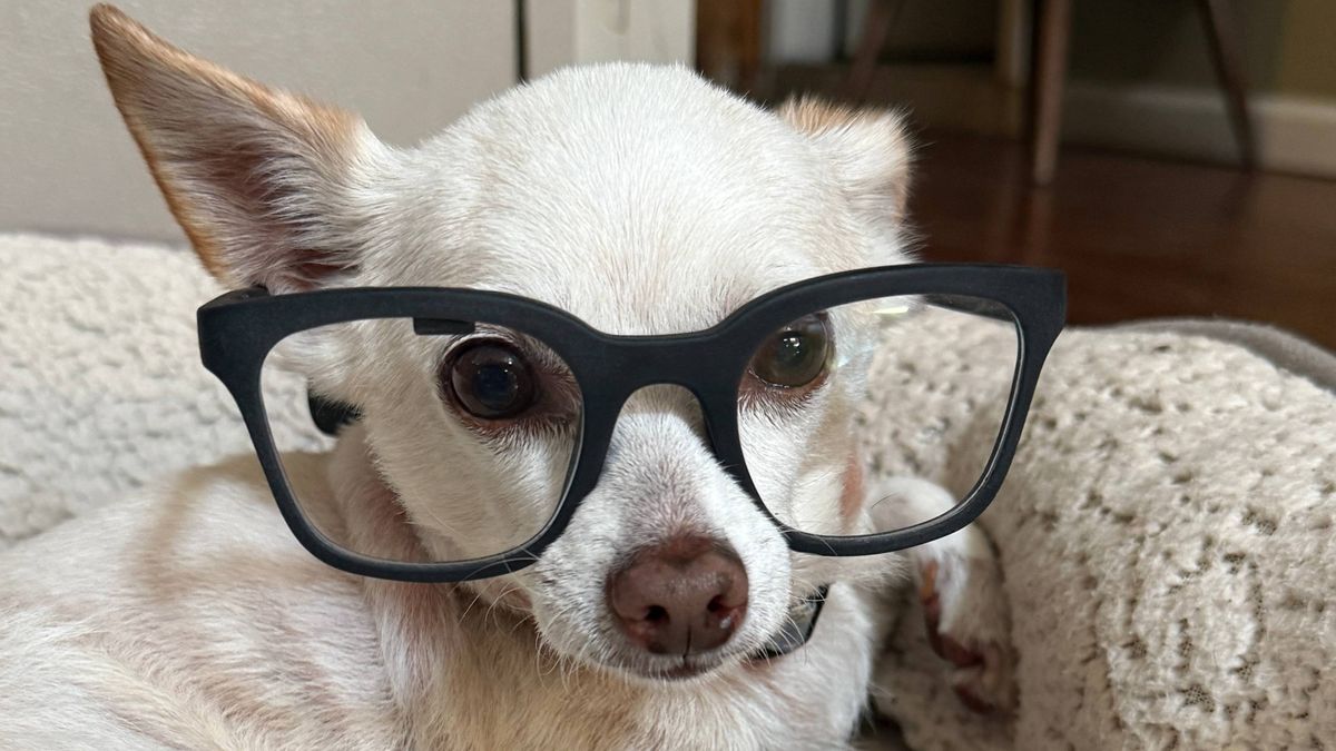 Brilliant Labs Halo AI Smart Glasses worn on small dog