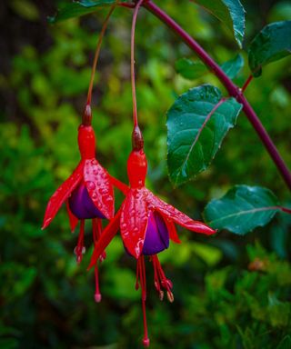 Red and purple flowers of a hardy fuchsia in the rain