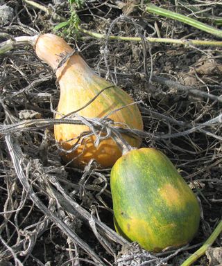 Two ripe gourds with dried stems