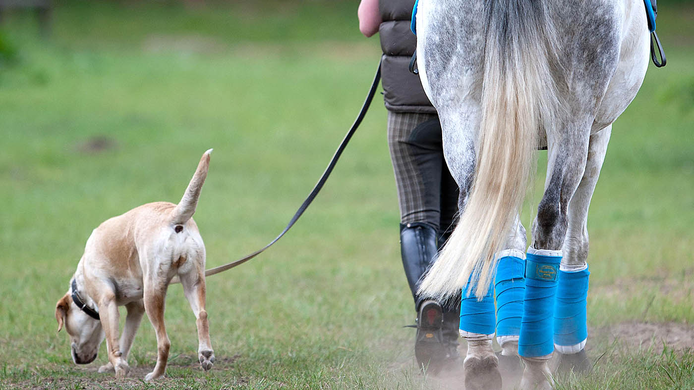 dogs and horses