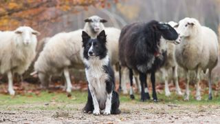 Border collie with sheep