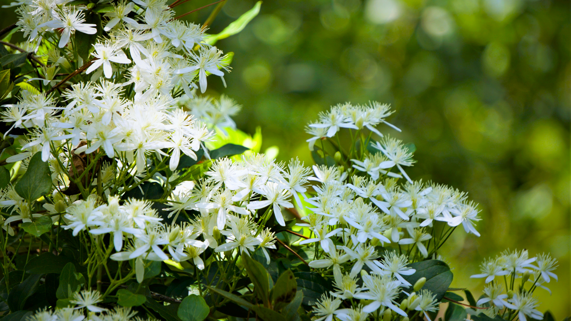 sweet autumn clematis