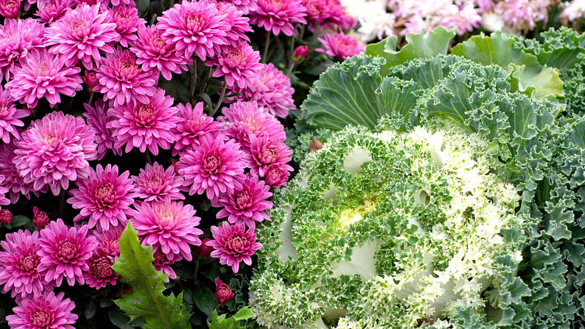 pink mums and pale ornamental cabbage