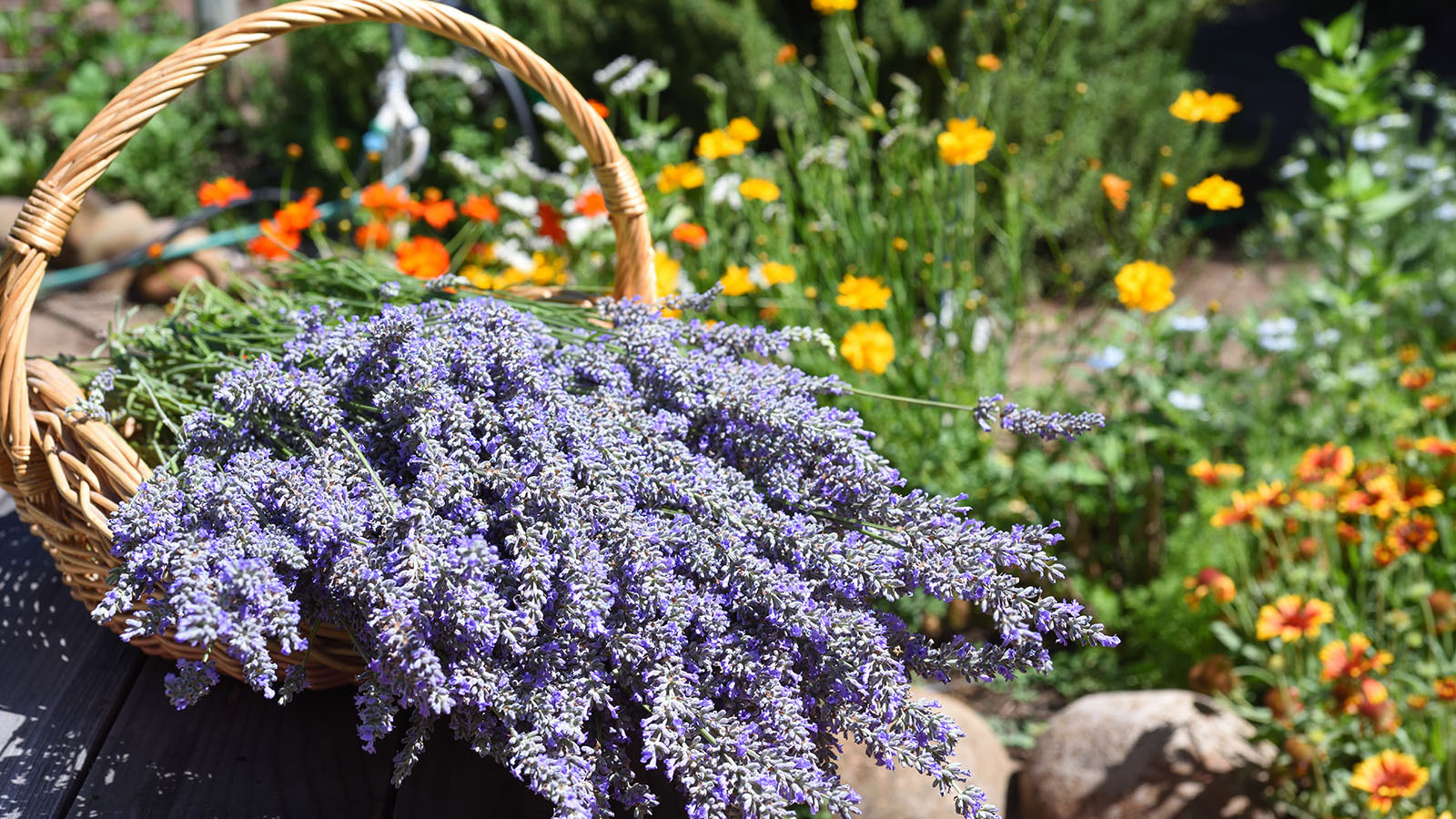 Straw basket of fresh cut lavender sits in a garden filled with orange and yellow flowers