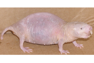 A 15 year old pregnant "queen" naked mole-rat. Dominant females continue to breed throughout their long lives and may more than double their mass during pregnancy, giving birth to as many as 29 pups in a litter.