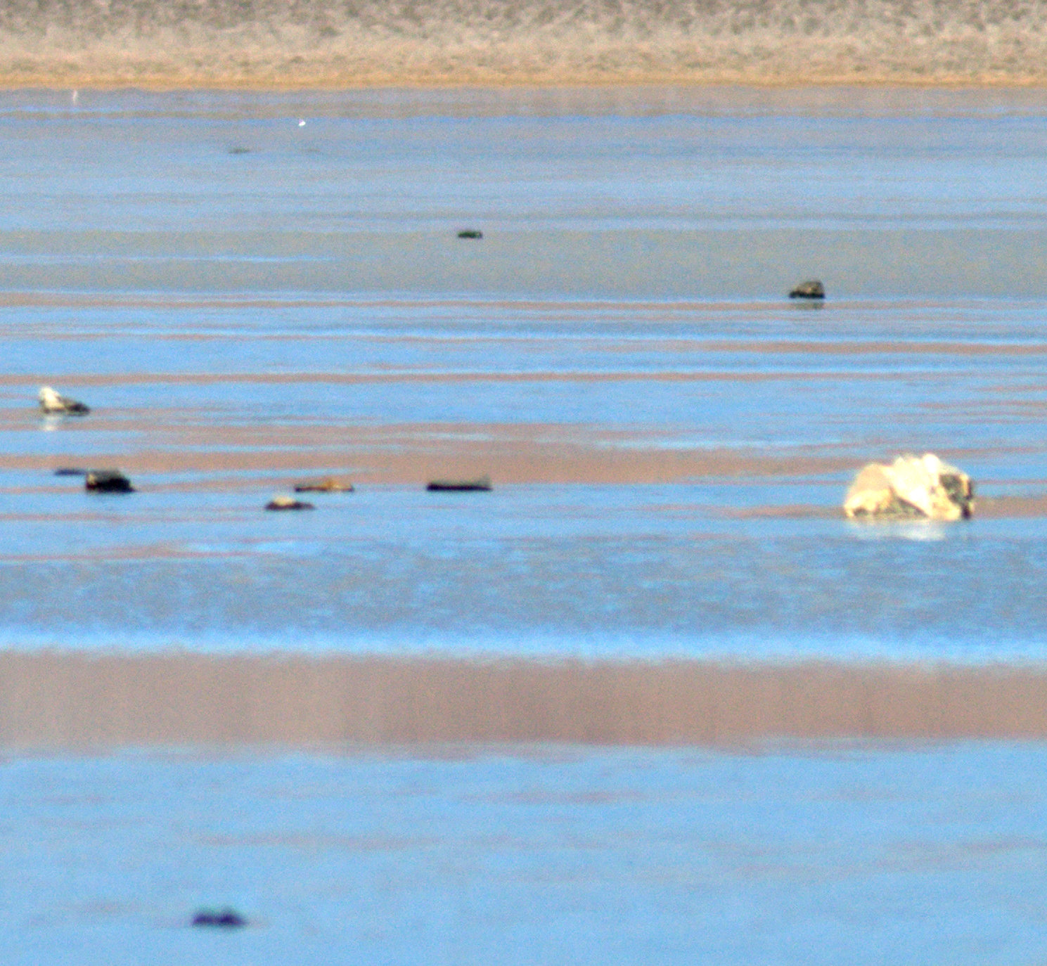 Racetrack Playa moving rock